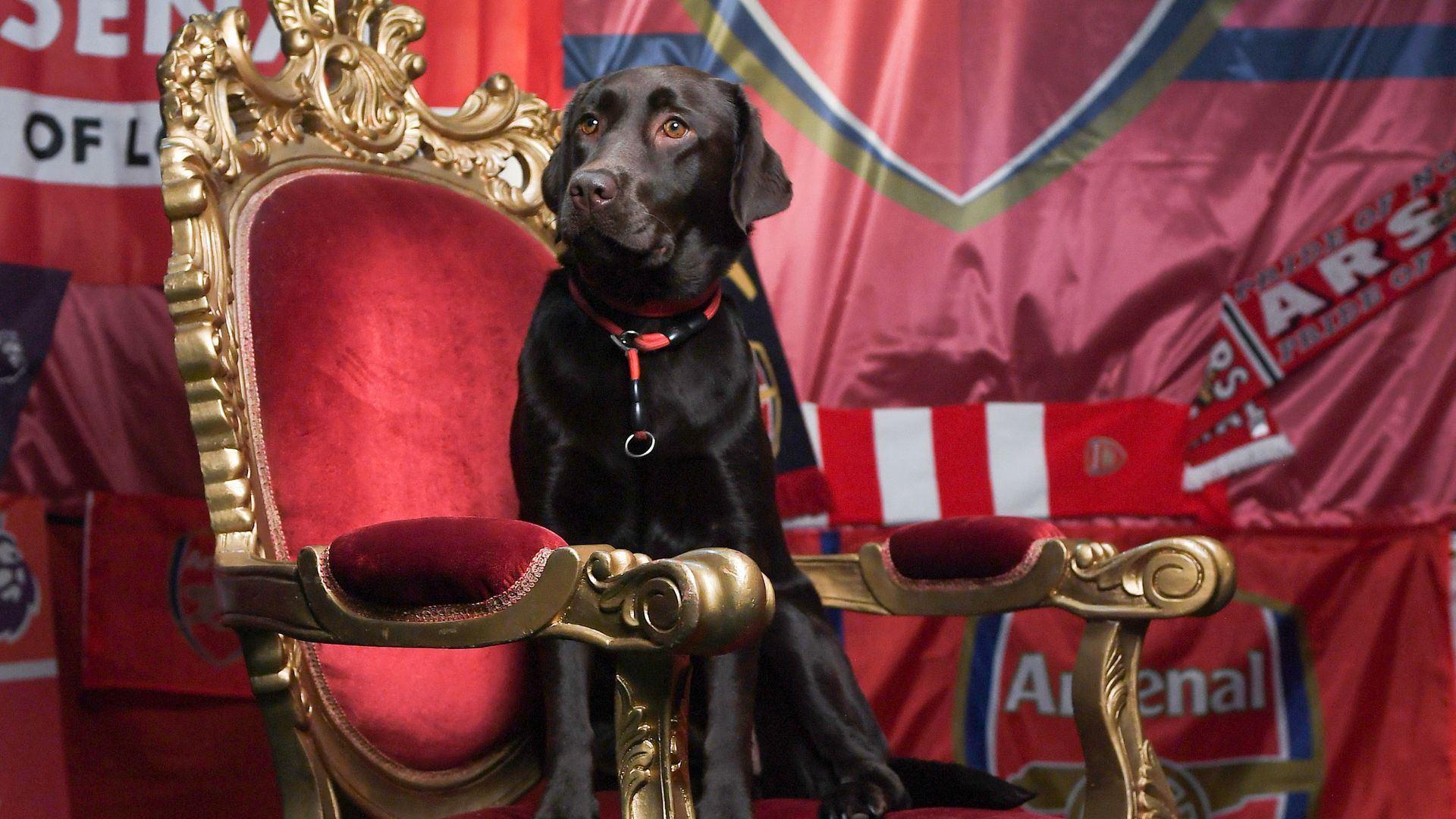 Arsenal's dog win